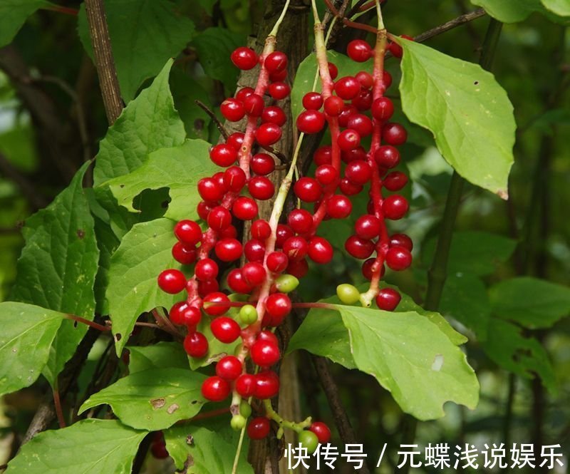 蜂蜜|神医孙思邈补虚第一药,泡水喝,补足心、肝、脾、肺、肾!