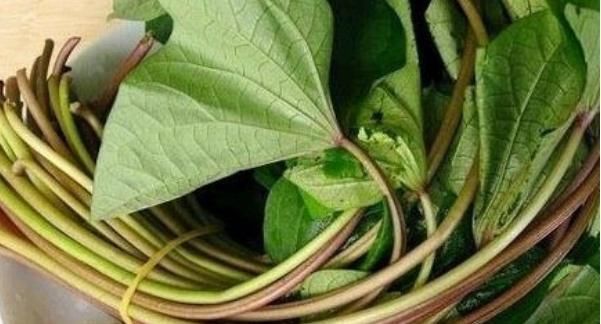 旋花科|它常生长于岩石缝中,形状酷似韭菜,春季采摘正当时切勿错过