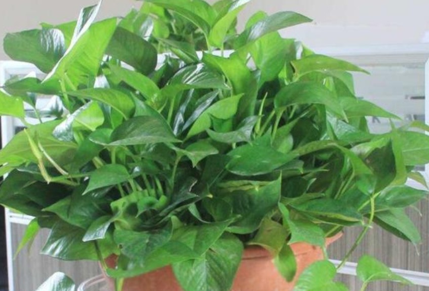 新手就养“5种花”,好养易爆盆,特别容易开花,越养越喜欢!