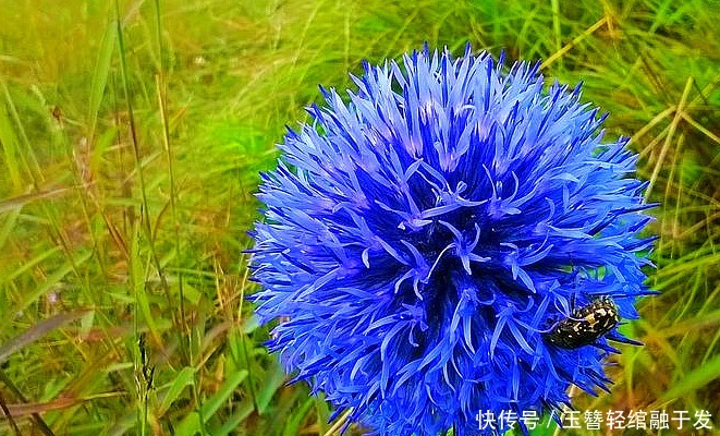此花花形奇特,艳丽的花色极其耀眼夺目,具有极高的观赏价值