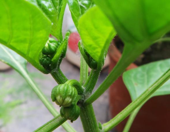 阳台的辣椒苗,只长叶子不结果,教你3招,爱结果吃不完