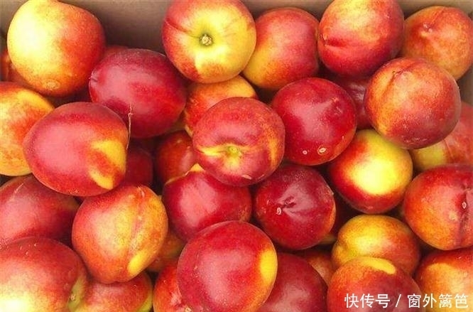 枇杷粉|夏季养生,不妨多吃3种水果,养阴生津,预防中暑,生津止渴