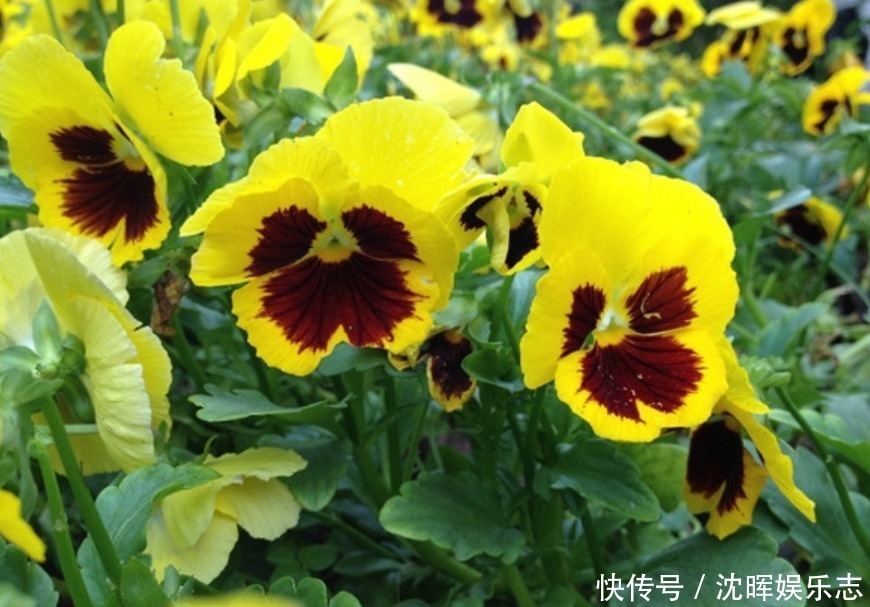 旺运花|4种旺运花,吉祥添富贵,花朵多又艳,直接变成“小花园”!