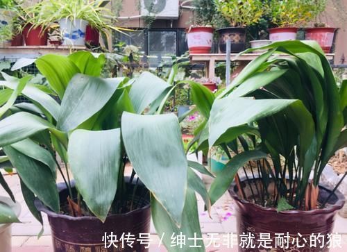 这些花超耐阴的,光照不好也能长出一片花海
