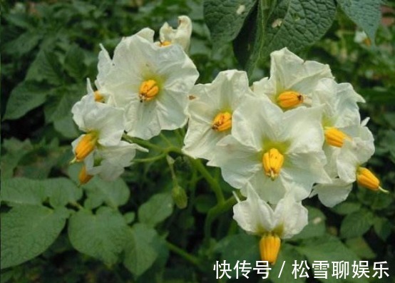 满盆|发芽“土豆”不要扔丢盆里，花开比水仙还好看，结出满盆土豆来