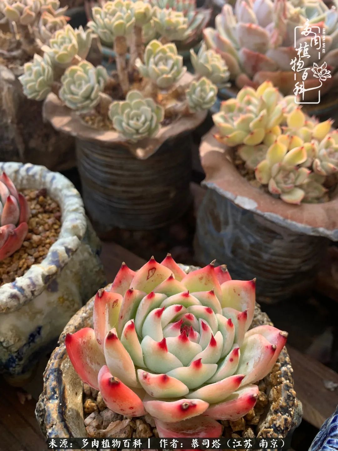 当多肉小白磕上吉娃娃！把自己都要美哭了！