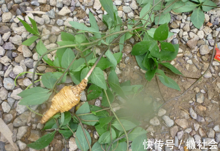 根茎|农村这种野草，根茎价值比人参高，农民拿它煲汤，现1斤卖上千元