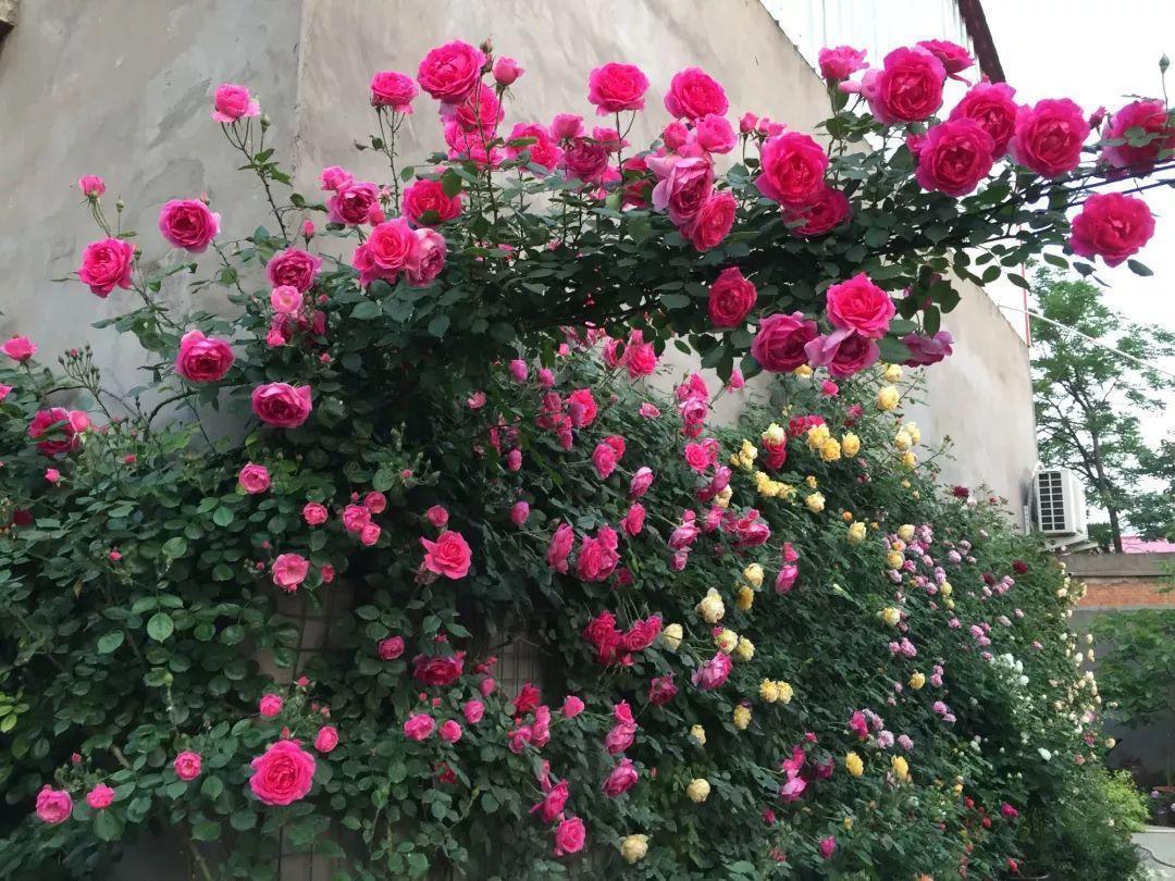 农村养花优势发,地大肥多,一不小心养成小花海!