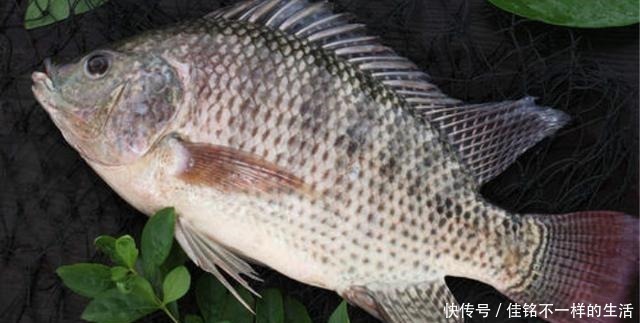 最让人难以忍受的4种鱼,罗非鱼上榜,图6只有印度人能接受