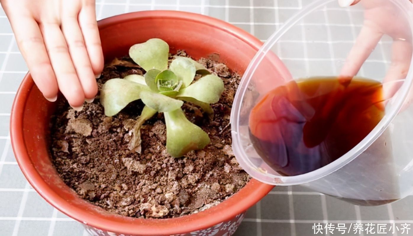 让8成养花新手都后悔的4个“妙招”,再看到别尝试