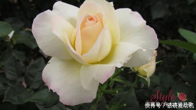 25款罕见会变色的月季,一朵花能开出黄、粉两种颜色。新手推荐
