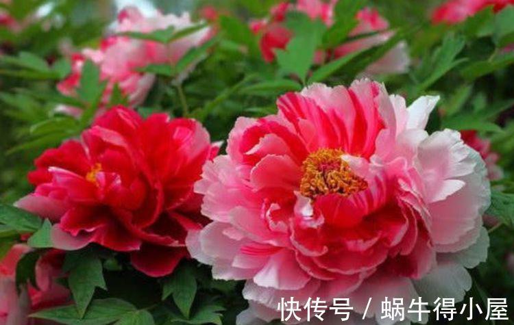 春夏秋冬|从9月10日开始，家养此款花卉，四季常开，种植容易