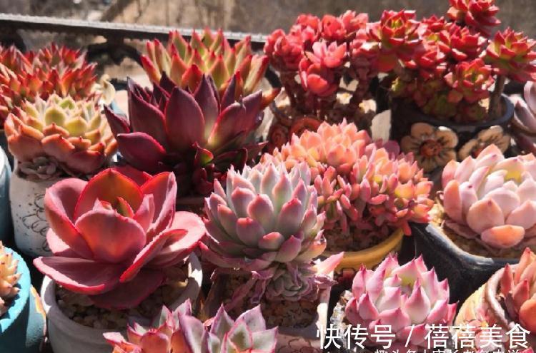 11月份买什么多肉好?当然要买这7款容易上色的多肉,服盆就变美