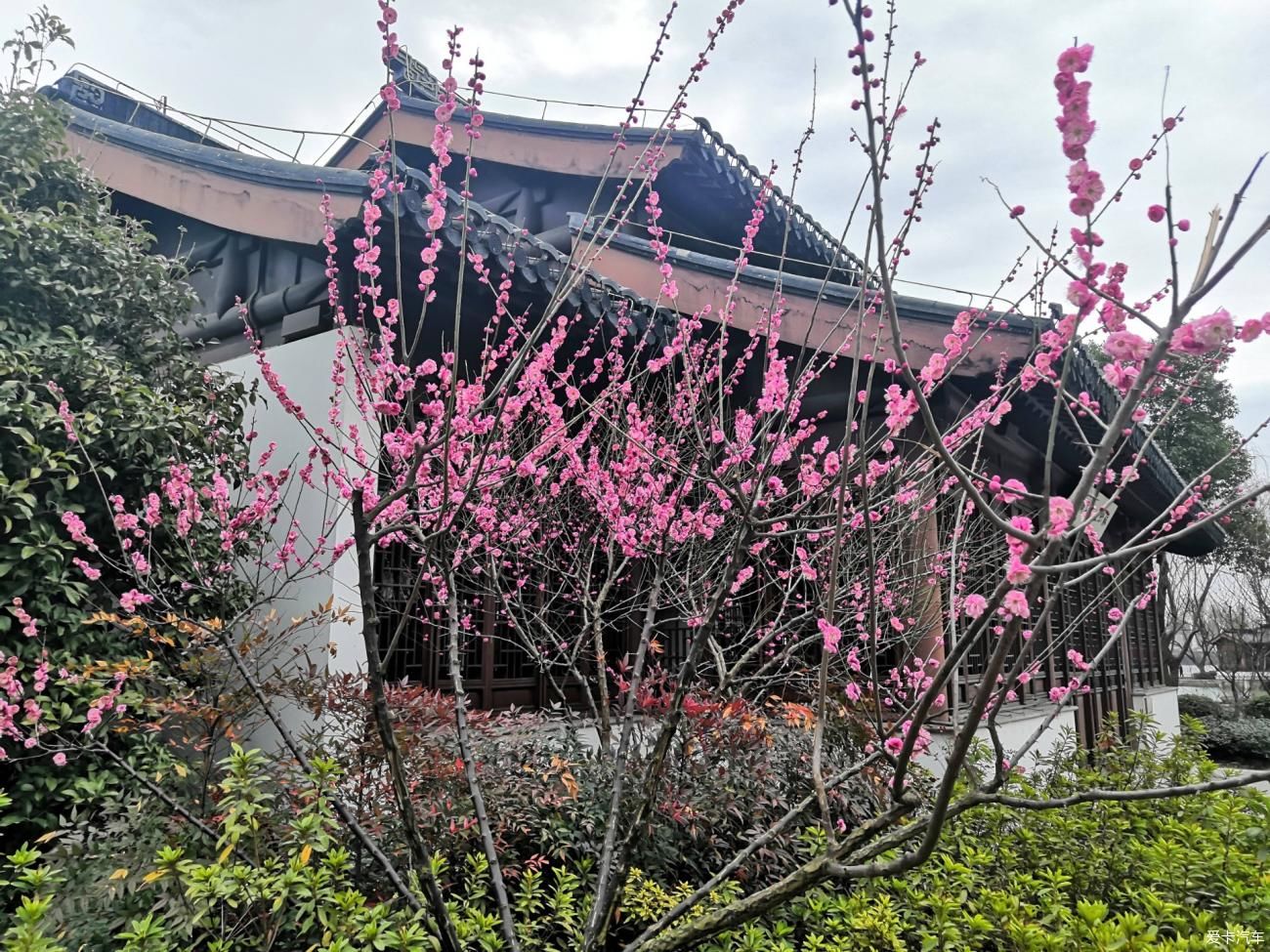 紫叶李|【爱卡踏青季】游石湖美景，你在湖畔走，我在画中游