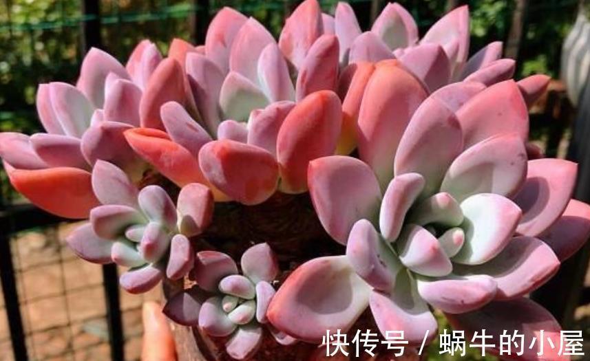 盘点9款上色快的多肉,皮实好养颜值高,适合新手和懒人