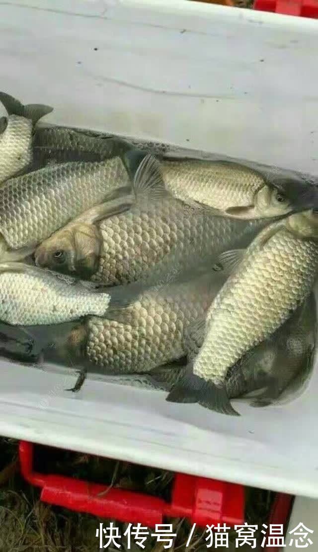 浅谈个人窝料制作