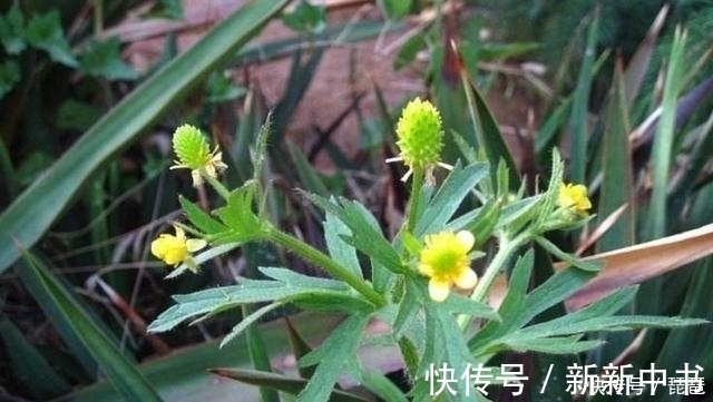 茴茴蒜|这草长得很像艾草,若是遇到请别采摘,农民称它“野桑葚”