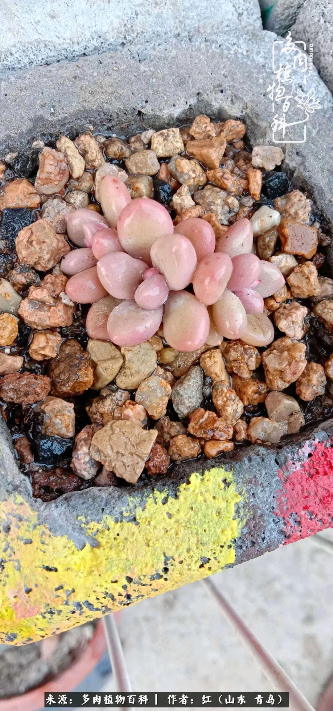 多肉度个夏，回到解放前！曾经有多美，现在就有多丑！