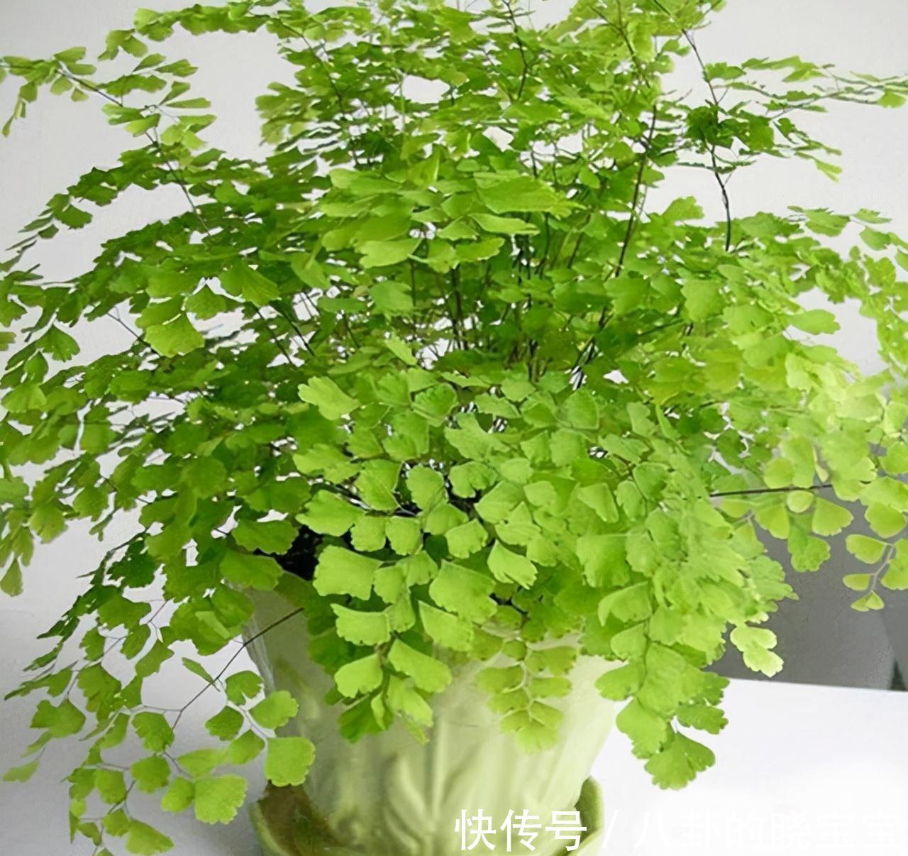 农历九月十八霜降后，养什么花？家里养3种花，智慧凝聚事业上升