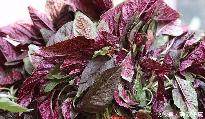 菠菜|人称“长寿菜”,过去常用来喂猪,但含钙比菠菜高,看见别扔