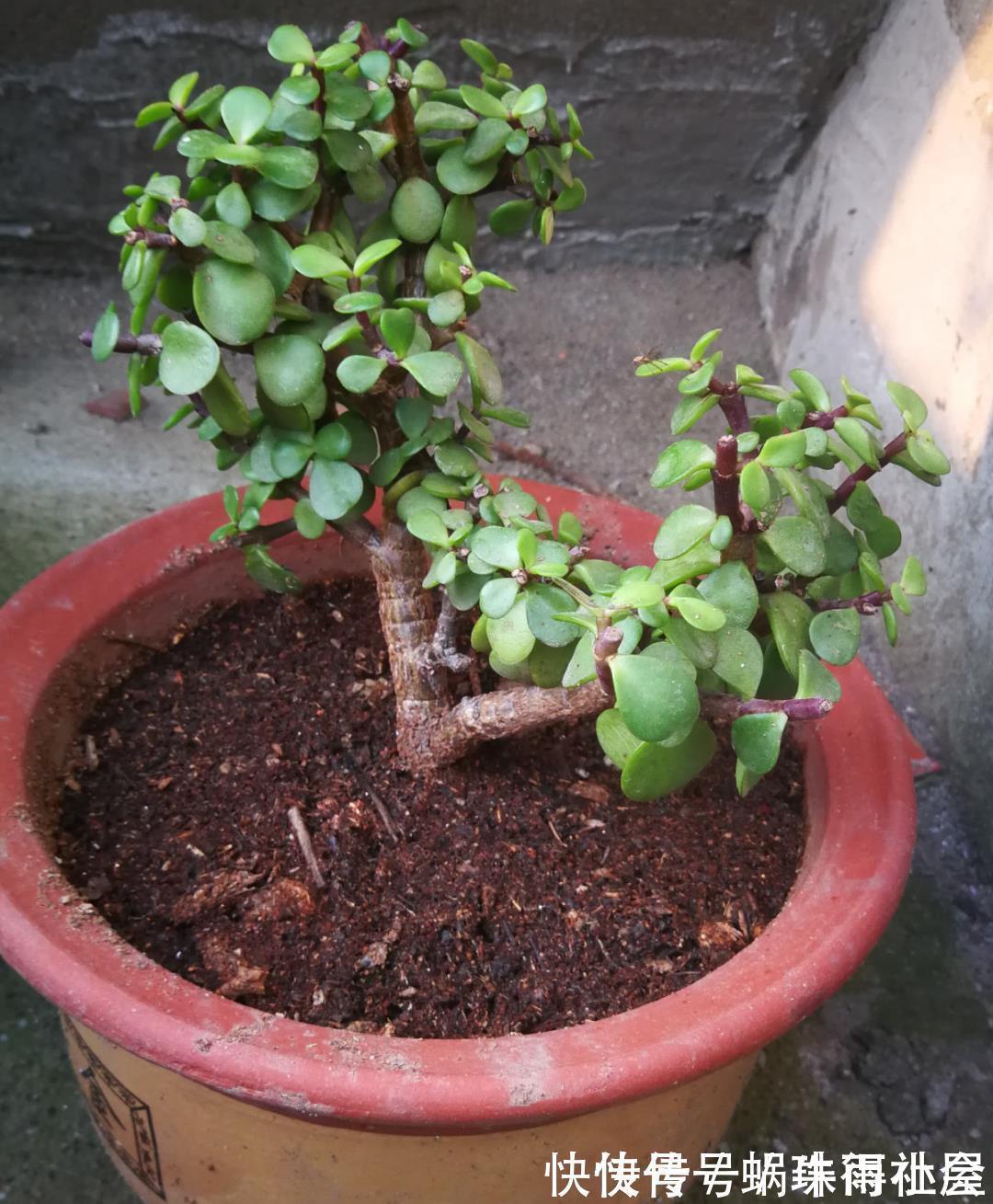 铃兰|30℃以上,10种花就先别养了,买一盆死一盆,别怪我没提醒你