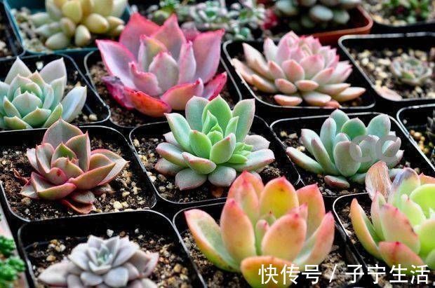 养多肉只知道“少浇水多晒太阳”早不行了,还得这样做