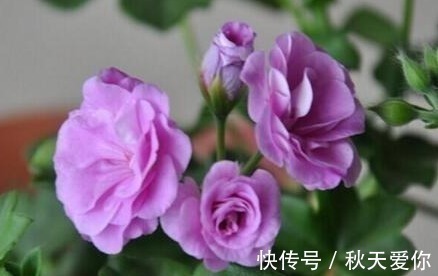 夏日|它花开如“玫瑰”,好养如绿萝,折个枝,插土就活,一开一大团
