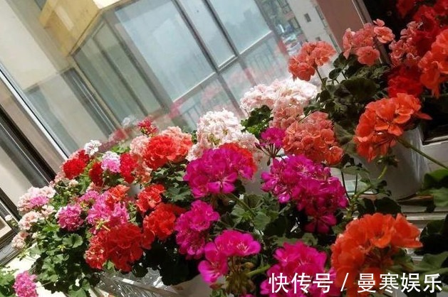 此花一开就是300多天,沾土就活,冷热干湿都不怕,开花就爆盆!