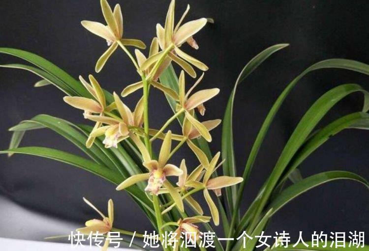 能手|3种花是爆盆“能手”,开起花来“拦”不住,一整年都有好运气!