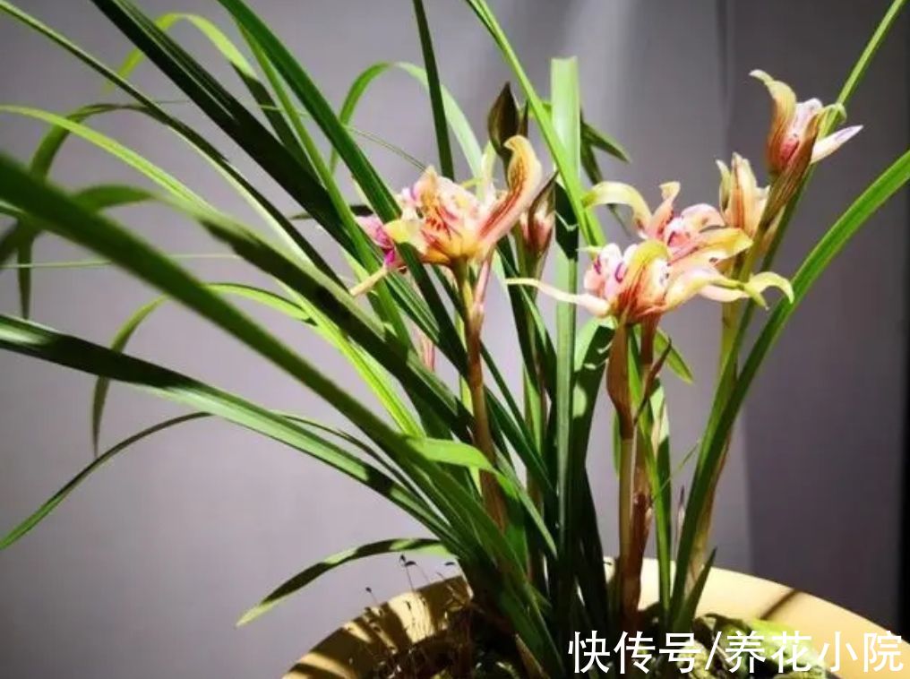 植株|6种“喜阴花”，家里没有阳光也能养，光照太强容易黄叶