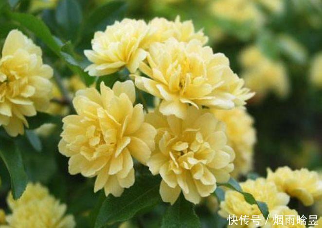 几种花开花漂亮又好养,耐寒易打理,花美色艳,香气浓郁