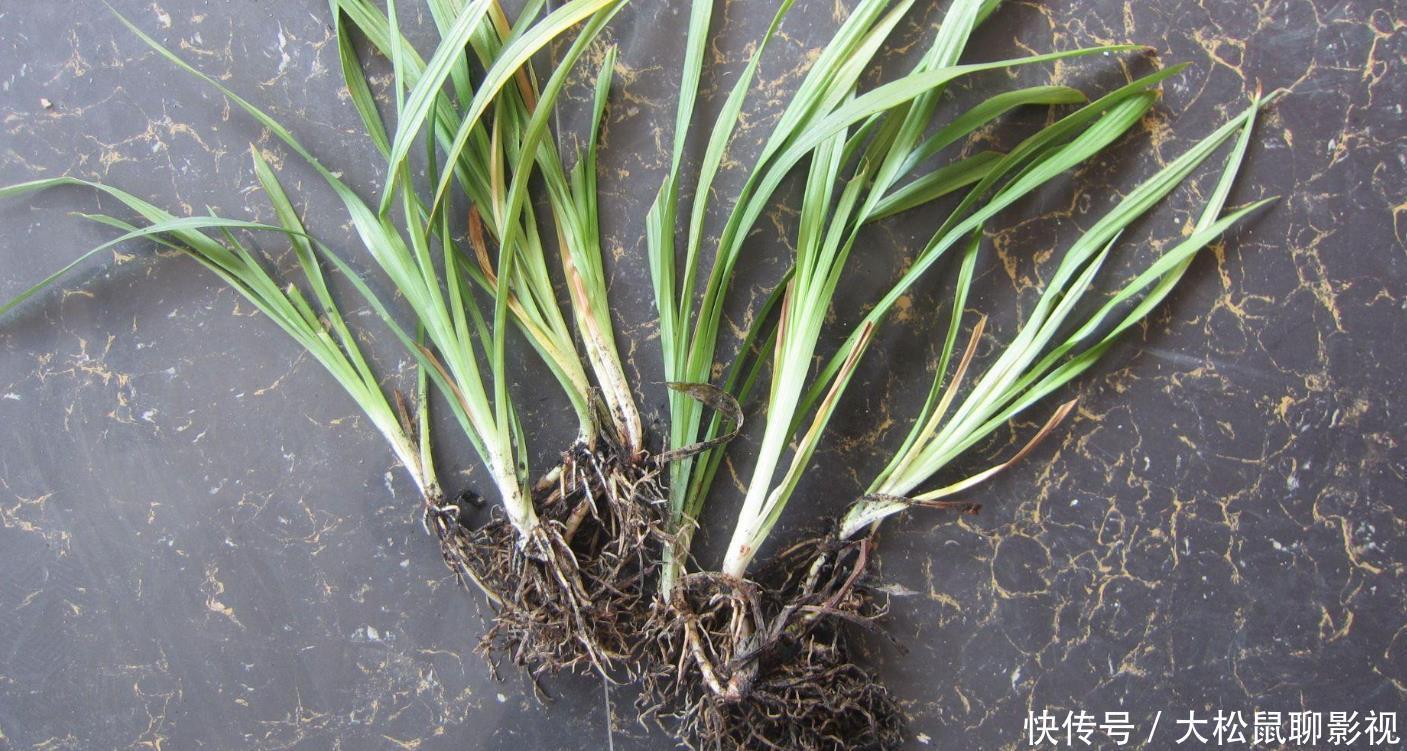 养花用几种东西，花开更好看，土壤疏松营养好吸收