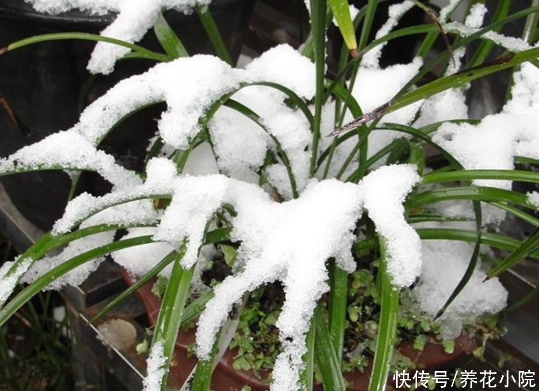 5种耐寒的花，冬天大雪压枝，姿态更优美