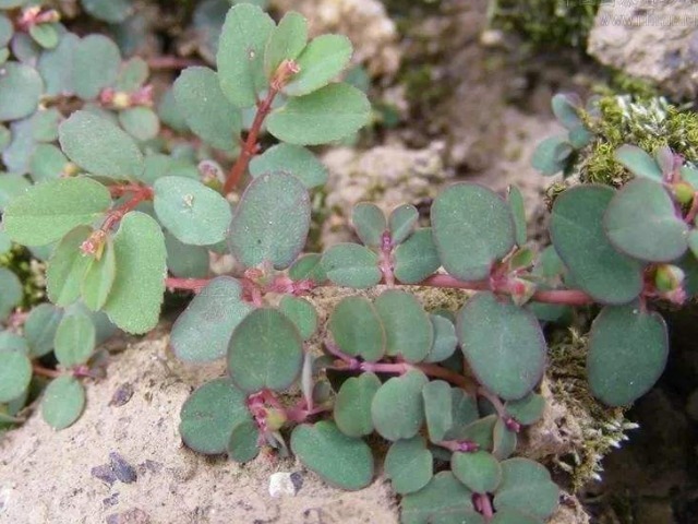 缩小版|农村墙角一野草,又叫“血见愁”,是一味“止血神药”,你认识吗