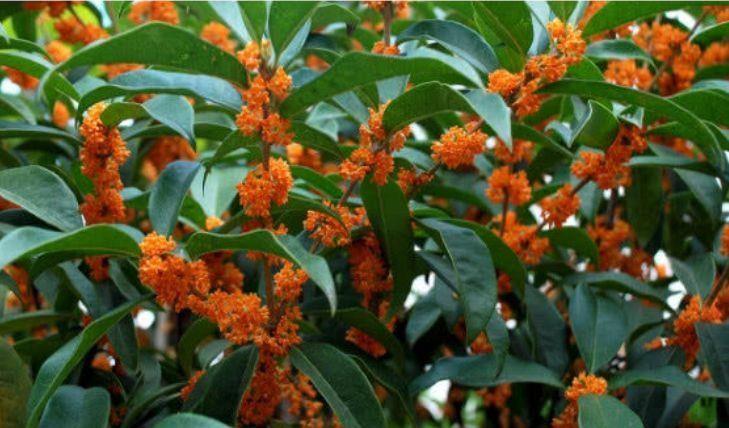 养花就养几款花，对待新手很友好，满树都是花朵，漂亮极了