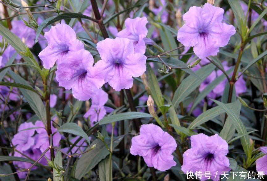 家中养护|天气寒冷不易养花?快试试这4种耐寒花,冰天雪地也能呼呼开花