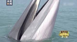 好大一张嘴！主持人被震惊到语无伦次……