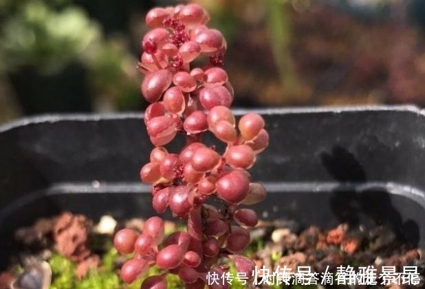 新手多肉党的福音：露镜，买回家这么养，叶子如水晶般剔透