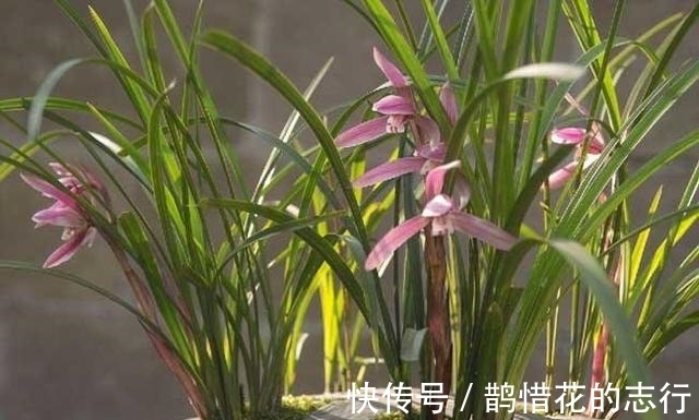 茎腐病|兰花常常养出“馒头堆”,这种造型好处多,预防病虫,花苞冒得多