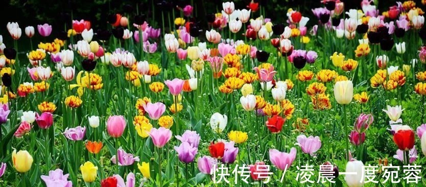 山寺#写《琵琶行》后仅半年,白居易又出一首名诗,灵巧生动、理趣盎然