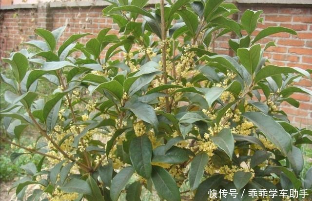 农村的庭院里,常栽5种树,既漂亮又美观!