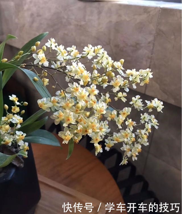 2种花，最适合懒人种，北阳台也能开爆盆！