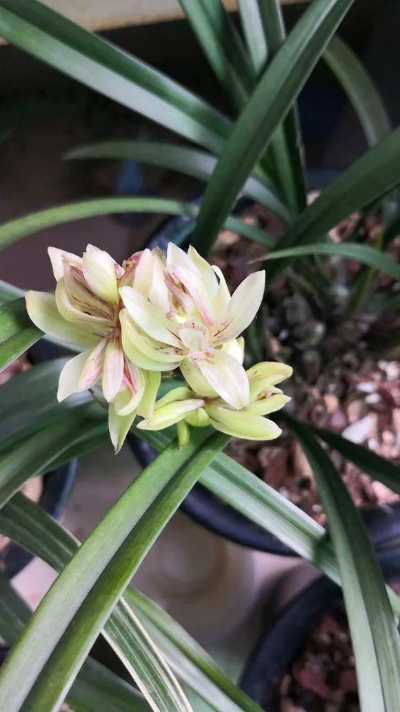 花香味|阳台就养这些花,花香味浓,久聚不散,香味飘满屋!