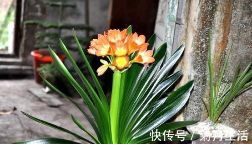 君子兰长得慢，一年也见不到2片新叶，用个技巧长得飞快，亮又大