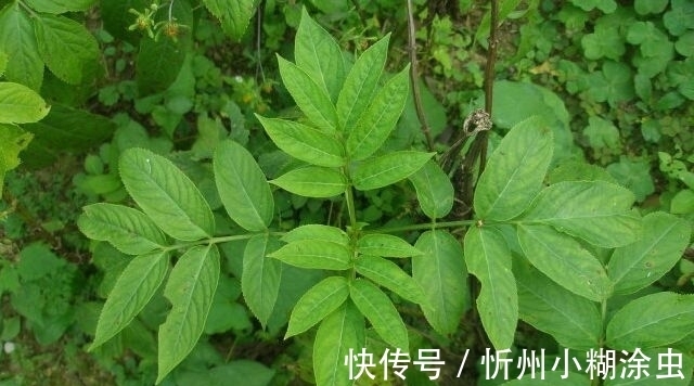 果实|路边的杂草“接骨草”外表美观,香气清新,具有药用价值