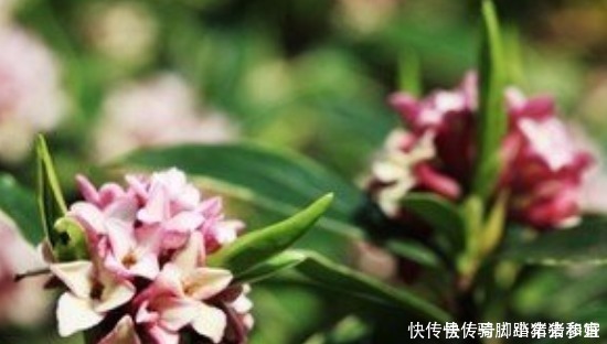 金边瑞香的养护管理事项以及它的繁殖方法！