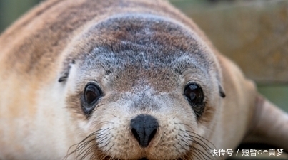 袋鼠|在澳大利亚袋鼠岛上，还有考拉、海豹海狮等超萌动物值得观看