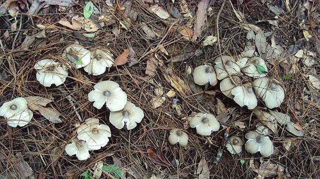 消失|7种农村快要消失的美食,你见过,不一定吃过哦