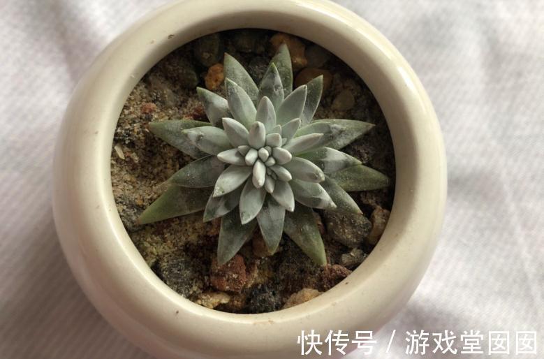 植株|养多肉植物白菊，扦插、服盆、日常打理该注意什么？