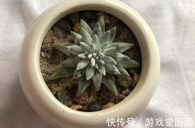 养多肉植物白菊,扦插、服盆、日常打理该注意什么?